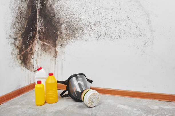 Best Crawl Space Mold Remediation in Mounds, OK