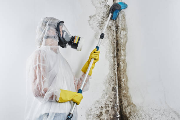 Best Residential Mold Remediation in Mounds, OK