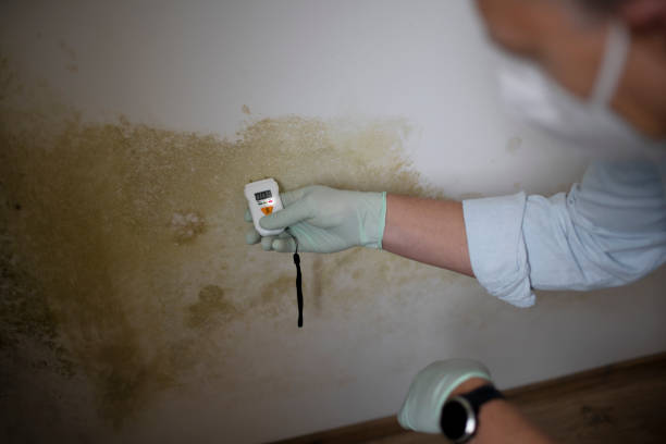 Best Insurance-Related Mold Remediation in Mounds, OK