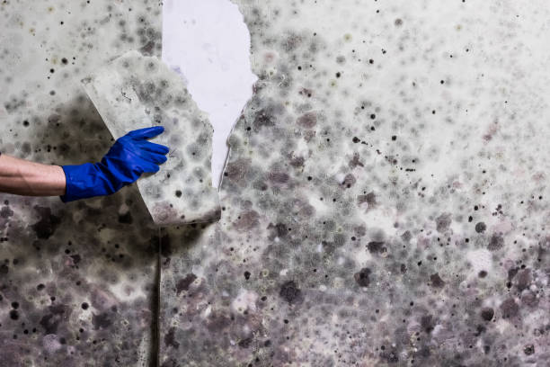 Best Black Mold Remediation in Mounds, OK